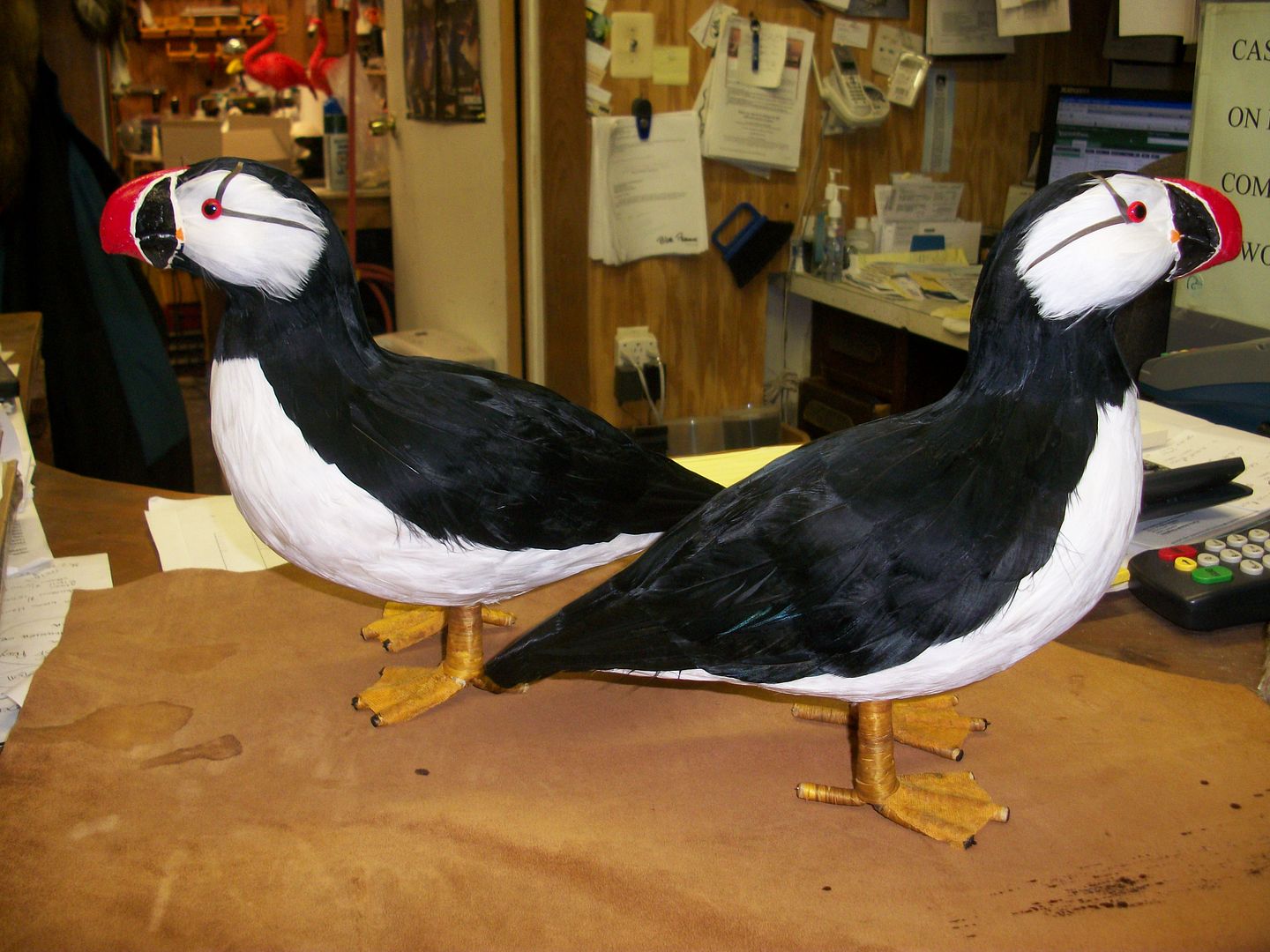 stuffed puffin taxidermy